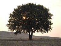 Karamustafa Yalnız Ağaç